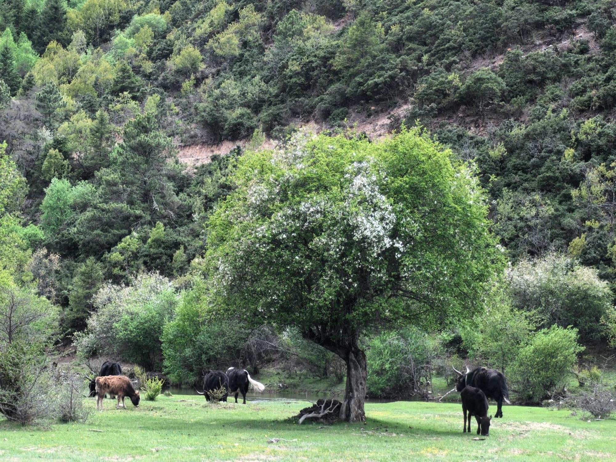 Banyan Tree Ringha Hotel Sangzsila Kültér fotó